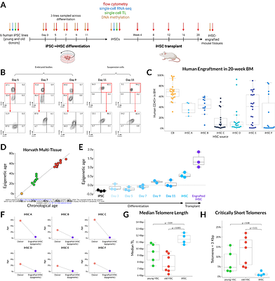 Sustained epigenetic rejuvenation of serially engrafting human iPSC-derived HSCs