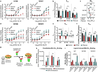 Chemokine receptor activity is differentially regulated by membrane cholesterol