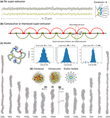 A Super-Loop Extrusion Mechanism Shapes the 3D Mitotic Chromosome Folding