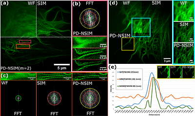 Two-Dimensional Nonlinear Structured Illumination Microscopy with rsEGFP2