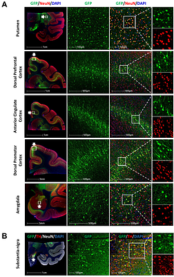 Administration of barcoded AAV capsid library to the putamen of non-human primates identifies variants with efficient retrograde transport