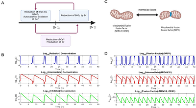 Mitochondrial Dynamics Through the Lens of Nonlinear Chemical Oscillations: A Theoretical Exploration Inspired by the Belousov-Zhabotinsky Reaction