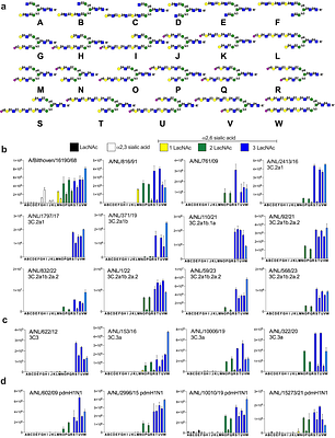 Asymmetrical Bi-antennary Glycans Prepared by a Stop-and-Go Strategy Reveal Receptor Binding Evolution of Human Influenza A Viruses