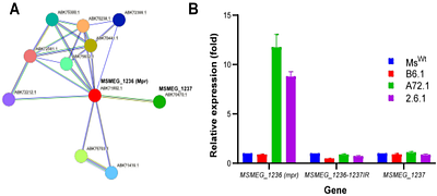Likely role of promoter reconstitution in Mpr-mediated D29 resistance by Mycobacterium smegmatis