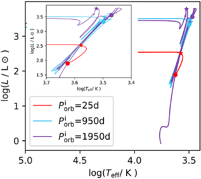 Mass-Orbital Period Distribution of Massive White Dwarfs Formed Through Stable Mass Transfer