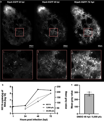 A rapid agarose-free protocol for preparing human organotypic lung cultures to study respiratory virus infection and evaluate antivirals ex vivo
