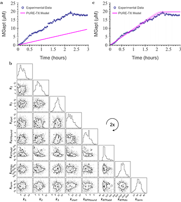 Nucleotide-level chemical reaction network modeling enables quantitative prediction of reconstituted cell-free expression system