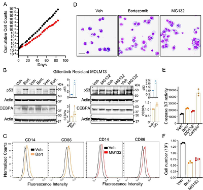 FLT3-ITD signals for CEBPA and p53 proteolysis by the ubiquitin-proteosome pathway