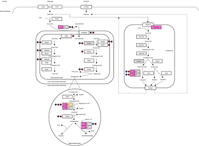 Anticipatory metabolic reprogramming distinguishes caloric restriction from fasting-refeeding cycles