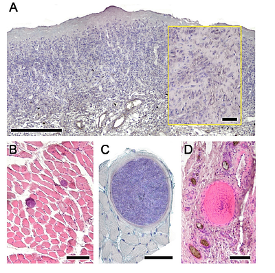 The Histopathology of Cephenemyia stimulator-Induced Nasopharyngeal Myiasis in Roe-Deers (Capreolus capreolus)