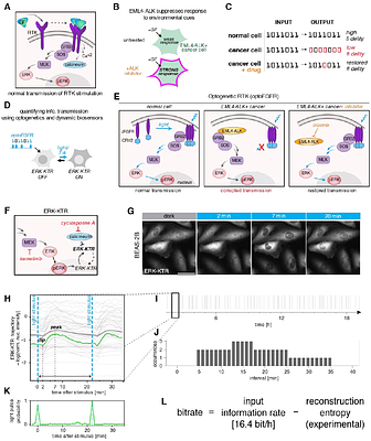 Quantifying cancer- and drug-induced changes in Shannon information capacity of RTK signaling