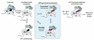 A codon-sensitive conformational switch gates commitment to translation start sites