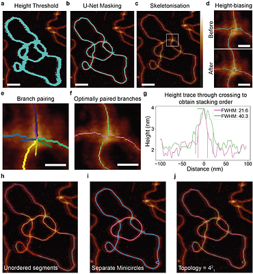 Under or Over? Tracing Complex DNA Topologies with High-Resolution Atomic Force Microscopy