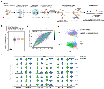 Highly sensitive and scalable time-resolved RNA sequencing in single cells with scNT-seq2