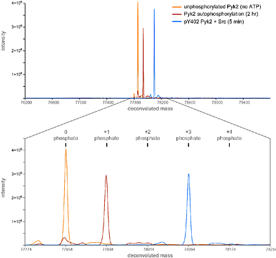 Deciphering the reciprocal regulation of the Pyk2-Src activation complex