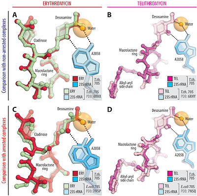 Structural insights into context-specific inhibition of bacterial translation by macrolides