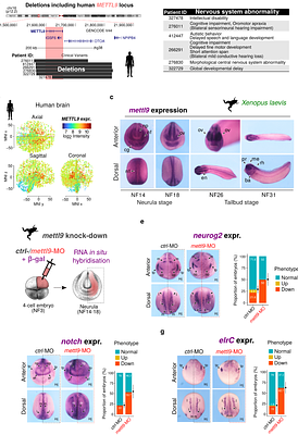METTL9 sustains vertebrate neural development primarily via non-catalytic functions