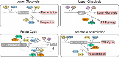 Co-substrate induced nonlinear flux switching at branch-points can explain overflow metabolism