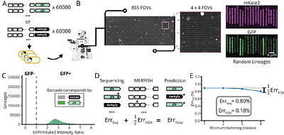 Essentialome-Wide Multigenerational Imaging Reveals Mechanistic Origins of Cell Growth Laws