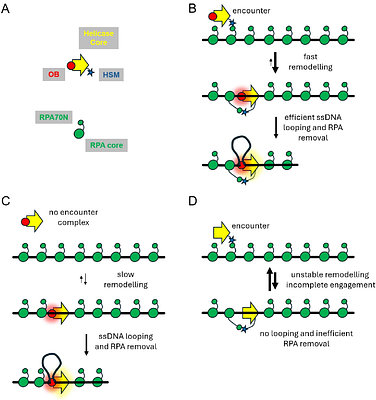Structural elements required for the efficient loading and activation of HELB on RPA-coated single-stranded DNA