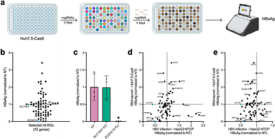 Orthogonal CRISPR screens and human liver chimeric mice identify hepatitis B virus host factors