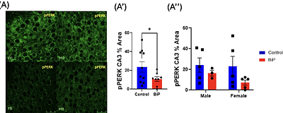 Hippocampal BiP Overexpression Rescues Cognitive Performance and Increases REM theta in 3xTg Mouse Model of Alzheimer's Disease