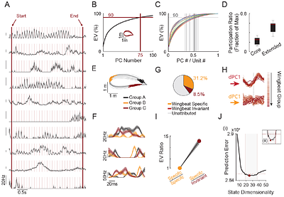 Motor Cortical Computations Underlying Natural Dexterous Movement in Freely Flying Bats