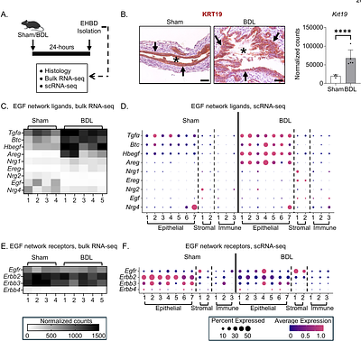 EGFR activation in cholangiocytes promotes extrahepatic bile duct regeneration after injury