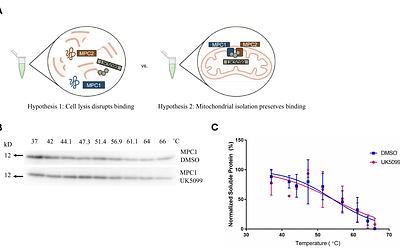 Cellular thermal shift assay of subcellular isolates for evaluating drug-membrane target interactions