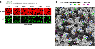 Governed by surface amino acid composition: HIV capsid passage through the NPC barrier
