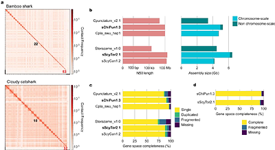 Sharks and rays have the oldest vertebrate sex chromosome with unique sex determination mechanisms
