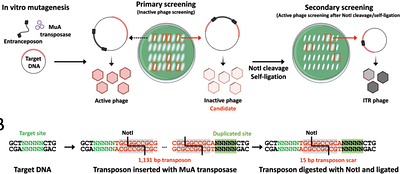 Systematic mapping of insertion-tolerant regions enables capsid engineering of the RNA phage PP7