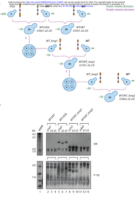 Inherited long telomeres induce a genome-wide transcriptional response in budding yeast