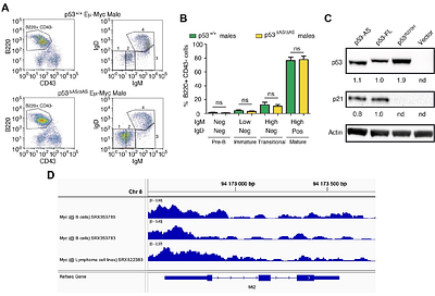 Mutant mice lacking alternatively spliced p53 isoforms unveil Ackr4 as a male-specific prognostic factor in Myc-driven B-cell lymphomas