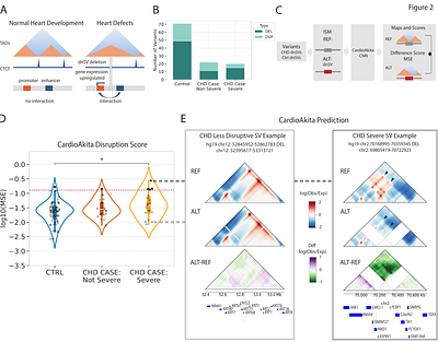 Structural variants in human congenital heart disease disrupt distal genomic regulatory contacts of developmental genes