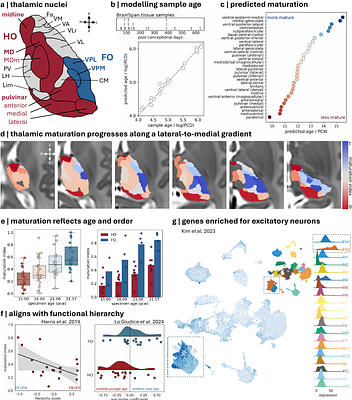 Thalamocortical constraints on areal connectivity in the developing human brain