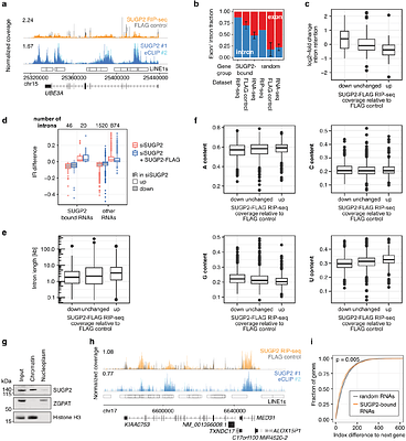 Regulation of RNA maturation by the family of human G-patch proteins