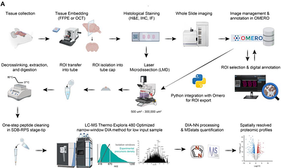 A Robust and Generalizable Low-Input Spatial Proteomics Workflow Enabling Deep Proteome Coverage