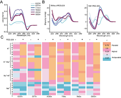 Telomeric G-Quadruplexes Formed by Six G-overhang Permutation Repeats