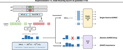 Representative vs. Load-bearing Layers: A Dissociation in Genomic Foundation Models