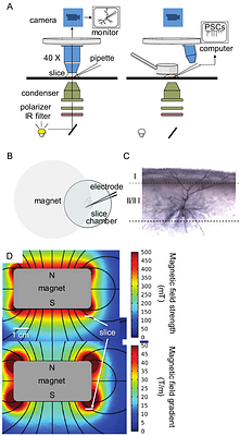 Acute Increase of Excitatory Activity in Pyramidal Neurons of Rat Motor Cortex under Static Magnetic Field