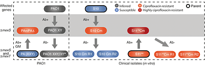 Plasticity in a bacterial global regulatory switch that drives a shift in antibiotic resistance and virulence
