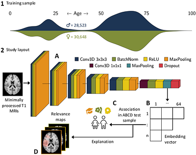 Latent neural network representations of the brain reflect broad-scale adolescent phenotypic variation