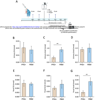 Pyruvate-driven hydrogen production promotes polyphenol bioconversion by gut bacteria