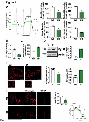 Early mitophagy defects and impaired mitochondrial energy metabolism drive target organ damage progression: lessons from the Fabry heart