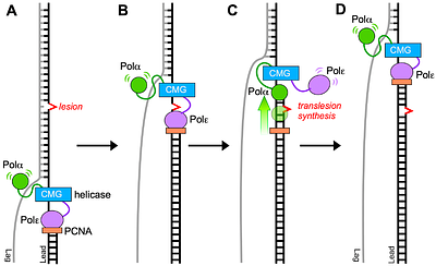 DNA polymerase α-primase can function as a translesion DNA polymerase