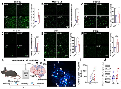 Hydrogen-Induced Calcium Influx via the TRPC4-TRPC4AP Axis