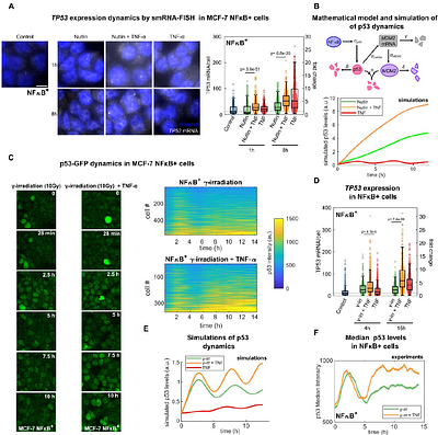NF-κB transcriptionally enhances p53 accumulation dynamics hampering DNA repair