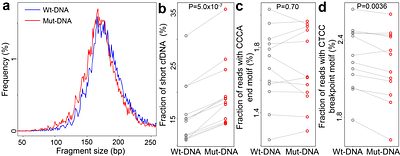 Cancer-like fragmentomic characteristics of somatic variants in cell-free DNA