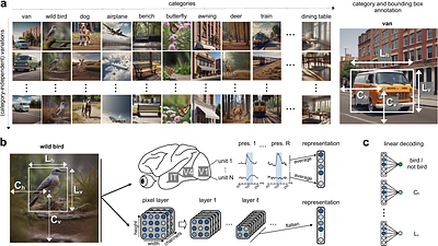 Manifold geometry underlies a unified code for category and category-independent features